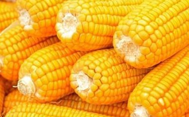 Yellow maize corn