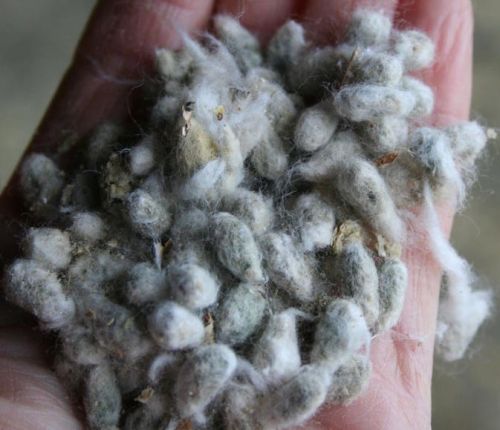 Cotton seed