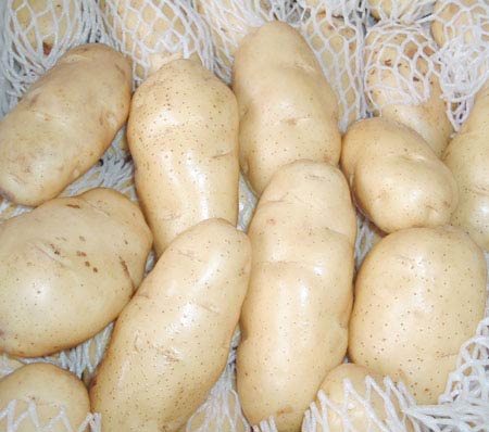 Potato, Packaging Size : 5-25kg