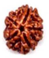 Rudraksha Beads