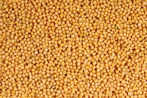 Organic Yellow Mustard Seeds, Packaging Type : Jute Bag, Plastic Bag