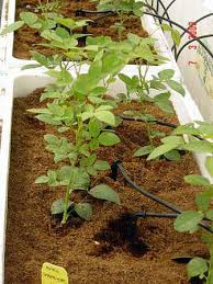 Coco Peats For Growing Plants