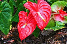 Anthurium
