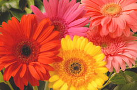 Gerbera