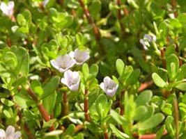 Bacopa Monnieri Extract