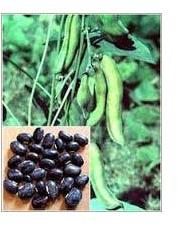 Mucuna Pruriens Extract
