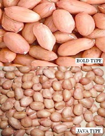 Groundnut Kernels