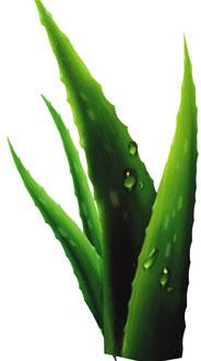 Aloe Vera Extract