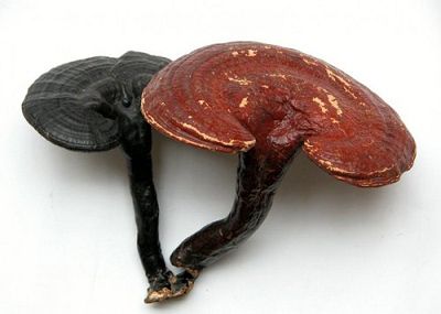 Reishi Mushroom Extract