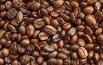 Coffee beans, Shelf Life : 1 Year