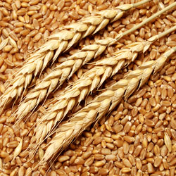 Organic Wheat Seeds, For Beverage, Flour, Food, Purity : 99.9%