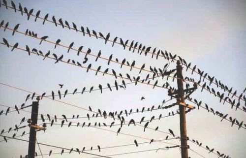 Fiber Bird Spike Guard, Size : 10inch, 20inch