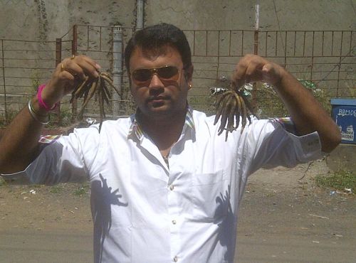 Safed Musli Seeds