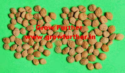 Grow Further Sarpgandha Seeds