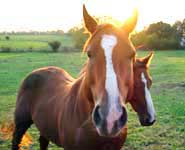 Veterinary Medicine -03