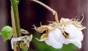 Raw Cotton, Color : White 22mm - 30mm, Packaging Type : Bag