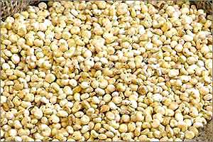 Sorghum