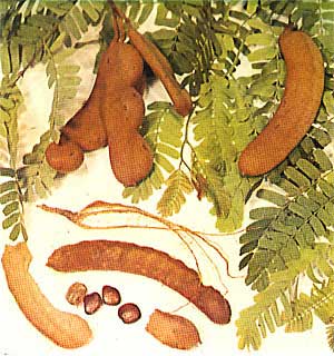 Tamarind