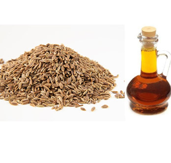 Liquid Celery Seed Oleoresin, For Medicinal Purpose, Packaging Size : 100ml, 200ml, 250ml