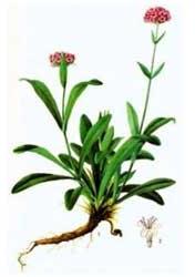 Spikenard Essential Oil For Personal Care, Medicine Use, Aromatherapy