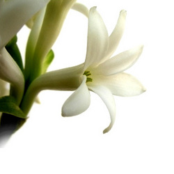Tuberose Absolute, Packaging Type : yellow