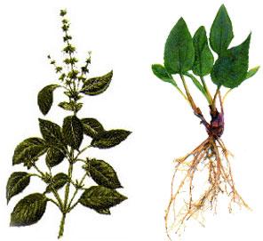 Organic Medicinal Herbs, For Ayurvedic Medicine, Color : Green, Brown