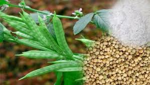 Guar Gum Plant, Color : Pale-white