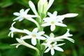 Tuberose Absolute