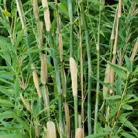 Bamboos Plant for Gardening, Soil Specific : Alkaline 5 Feet