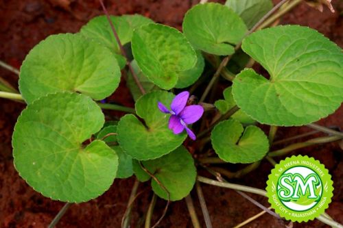 Brahmi Powder