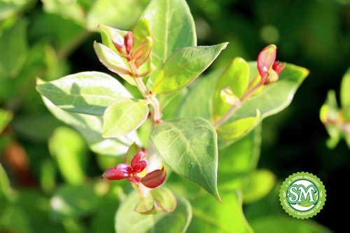 Henna Plant