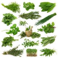 Indian Herbs