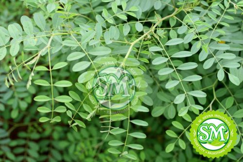 Natural Indigo Leaves, Packaging Type : Packet