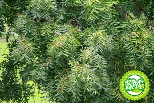 Neem Leaves Powder