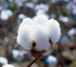 Raw Cotton, Color : Natural White, Packaging Type : Bales