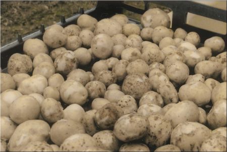 Brown Fresh Potato, Cultivation Type : Natural Jute Bag