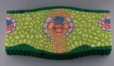 Dicot Herbaceous Stem Section