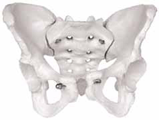 Female Skeletal Pelvis