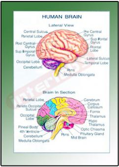 Human Brain Model