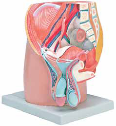 4 Parts Male Pelvis Model