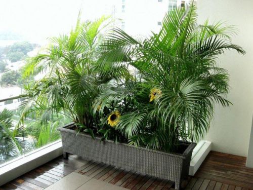 Rectangular Planters