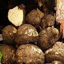 Elephant yam