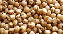 Jowar Seeds