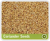 Coriander Seeds