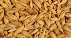 Barley, Broken Ratio : 3-5%