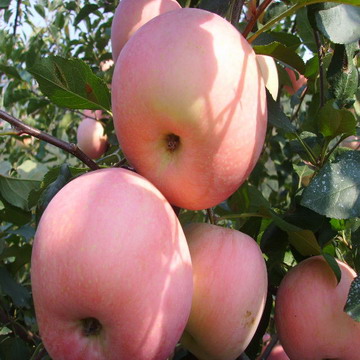 Fresh Fuji Red Apple