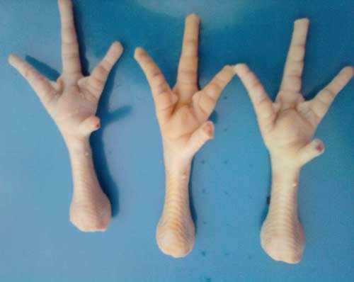 Processed Chicken Feet