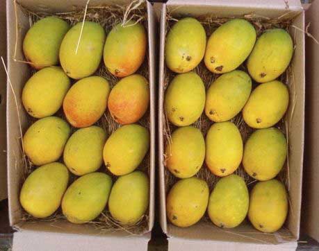 Alphonso Mango