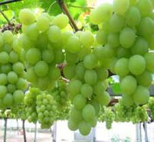 Fresh Green Grapes