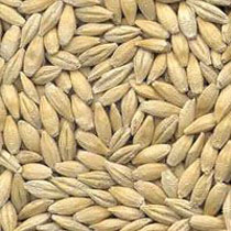 Common Barley Seeds, Style : Dried